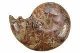 Jurassic Ammonite (Phyllooceras) Fossil - Madagascar #226719-1